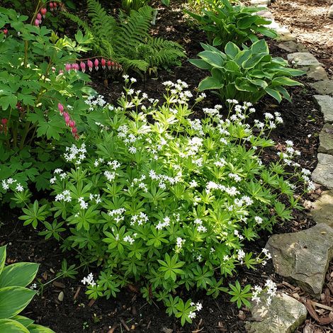 Bloomique - Lot de 3 - Galium odoratum - Aspérule odorante - Floraison abondante - Rustique - Vivace - Hauteur 10-20 cm - Pot 9 cm