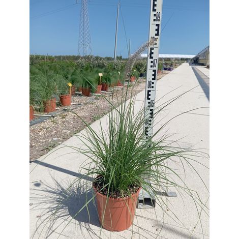 Pennisetum Alopecuroides Pot 24 cm Graminée Ornementale (1/4)