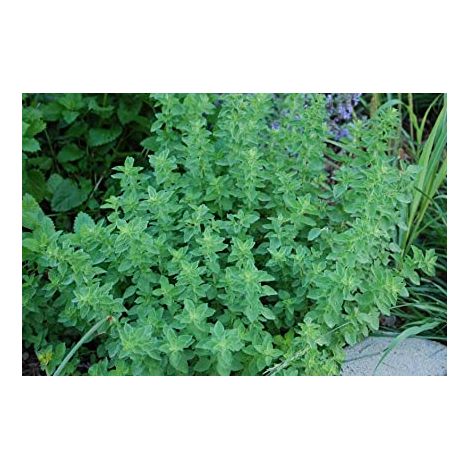 Vivaio Garden Forest – Plante d'origan vivace en pot 14cm – Feuillage aromatique – Pour cuisine et digestion – Propriétés toniques et désinfectantes
