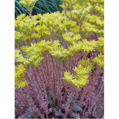 Orpin réfléchi 'Blue Spruce' Godet de 8/9 cm (1/5)