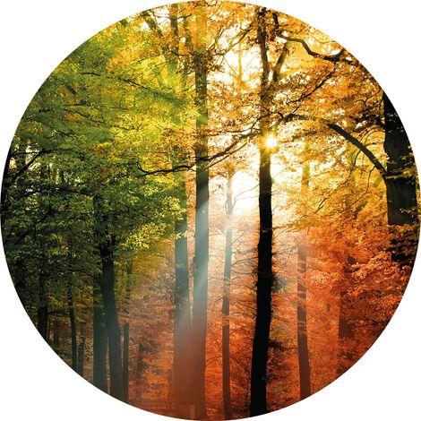 Papier peint panoramique foret saison automne d'or | Tapisserie panoramique nature arbre chambre adulte | Papier peint panoramique vert, jaune & rouge - 140 x 140 cm (3 pièces) (1/2)