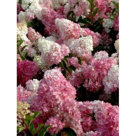 Hortensia paniculé 'Vanille fraise'® Pot 7,5L – Fleurs blanches teintées de rose – Arbuste rustique pour sol frais – Exposition soleil, mi-ombre