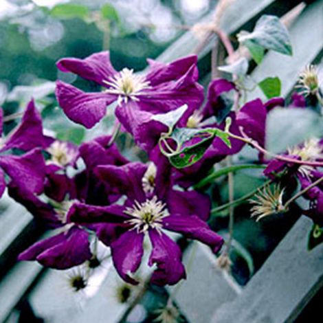 Clématite 'Gladys Picard' 'Etoile Violette' - 50-60 cm pot