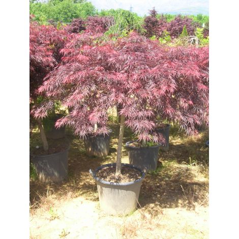 Acero rosso giapponese "Acer palmatum dissectum" pianta in mastello 180/230 lt h. 130/150 cm cfr 16/22 cm (1/5)