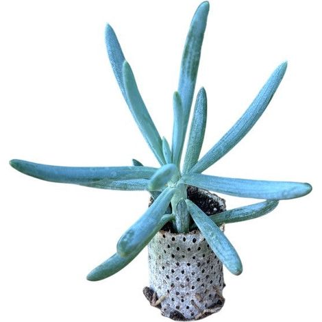 10 pezzi piante grasse Serpens Blue Chalksticks - Senecio Candicans IN VASO 10