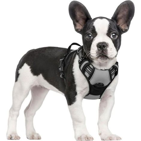 Harnais Chien Anti Traction Gris S Harnais pour Petit Chien avec Poignée Facile à Mettre Gilet Réglable Réfléchissant
