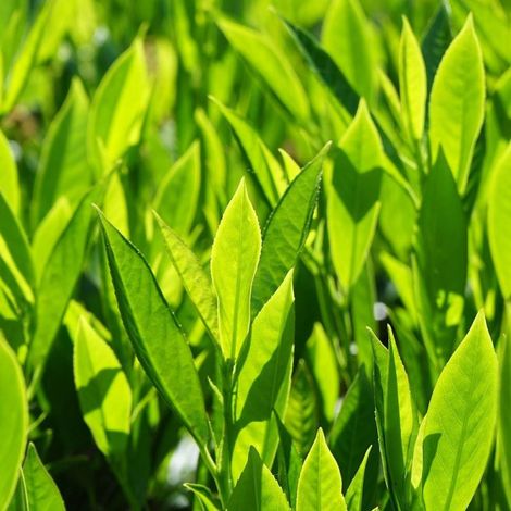 Laurier palme Fontanettes, Laurier-cerise/Pot de 7,5L - 80/100 cm (1/5)