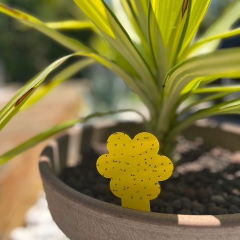 Pièges Attrape Moucherons et Mouches pour Plantes Intérieures ou Extérieures