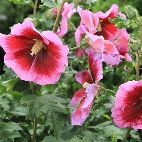 Hibiscus Hibisa® 'Cocktail', Althéa/Pot de 5L - 40/60 cm