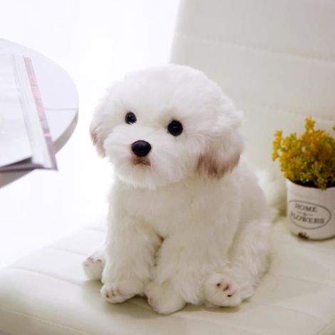 Maltais 38x26x21cm - Peluche de simulation de bichon frisé pour chien, Jouet pour animaux de compagnie, Super (1/4)