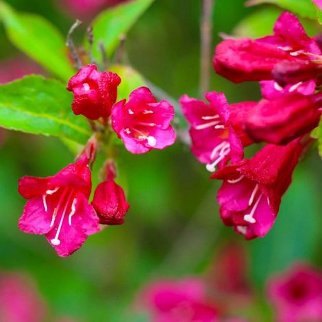 Weigela 'Red Prince' (Weigela x florida 'Red Prince')