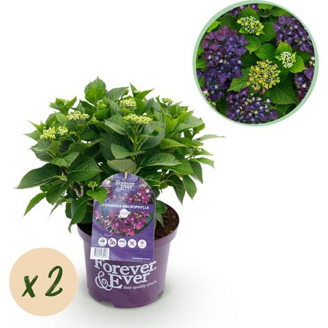 Hortensia Hydrangea macrophylla Forever & Ever Violet - Lot de 2 Plantes de Jardin - Pot 23cm 55cm - PANGIVO (1/5)