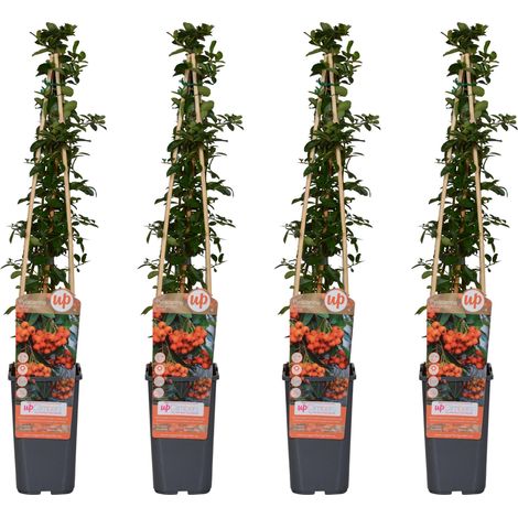 Pyracantha 'Orange Glow' - Lot de 4 Buissons Ardents - Arbuste Persistant - Hauteur 65 cm - PANGIVO (1/4)