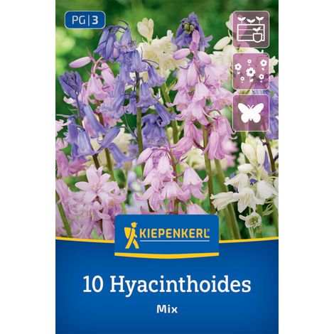 Kiepenkerl Herbstblumenzwiebel Hasenglöckchen Hyacinthoides hispanica Mischung 10 Stück (1/2)