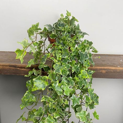 1 PIANTA DI HEDERA HELIX MINT KOLIBRI IN VASO 13CMEDERA