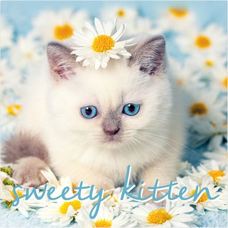 Lot de 20 serviettes papier sweety cat