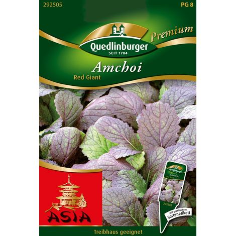 Quedlinburger Saatgut – Légume-feuille Amchoi Red Giant – Graines de légumes, moutarde en feuilles aux feuilles rougeâtres (1/2)