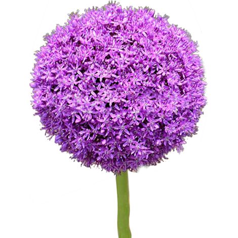 Graines de Fleurs Allium Géant Pourpre - 100 Graines pour Jardin, Balcon et Pelouse