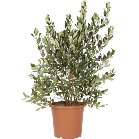 Feijoa Acca Sellowiana - H 100-125 cm Vaso da Coltura Ø 24 cm