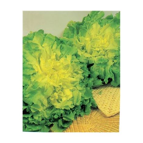CHICOREE SCAROLE BLONDE COEUR PLEIN - 3 G