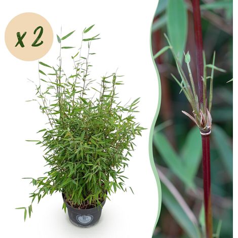 Lot de 2 Bambous Fargesia nitida Red Dragon Non Traçant Tiges Rouges Hauteur 80 cm Pot 23 cm - PANGIVO (1/5)