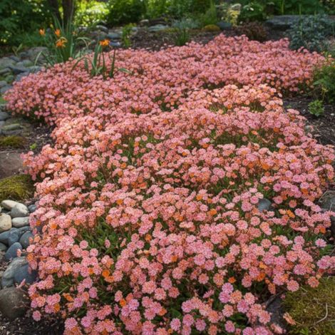 Lewisia Sunset strain/Lot de 5 godets