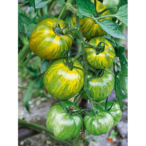 Tomate 'Green Zebra' le sachet de 40 60 graines (0,2g)