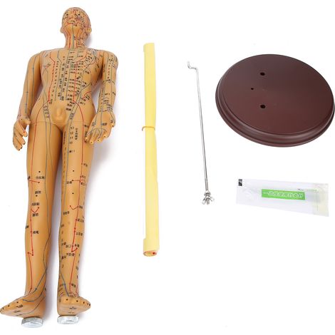 Modèle de méridiens d'acupuncture corporelle couleur laiton 50cm, avec méridiens transparents, pour étude et pratique (1/5)