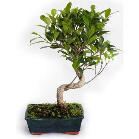 Bonsai Ficus Microcarpa - Bonsai Ficus Retusa - H 35-45 cm Vaso Ø 18,5 cm (1/4)