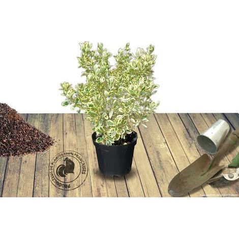 Fusain du Japon Bravo, Euonymus/Pot de 3L - 20/40 cm (1/2)