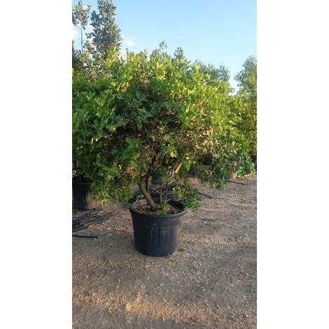 Lentisque Pistacia Lentiscus Multitronc Quart de Tige Pot 70 cm Persistant