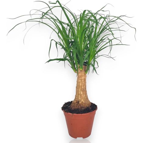 Gardenaria Beaucarnea recurvata (Mangiafumo) - Pianta da interno ornamentale - Altezza: 120 cm (vaso 27) (1/5)