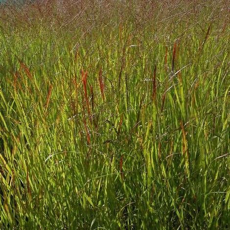 Panic érigé Rehbraun, Panicum/Pot de 3L - Touffe (1/4)