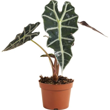 Bloomique - Alocasia Polly - Plante squelette - Plante d'intérieur - Purificateur d'air - Hauteur 30-40 cm - Pot de 12 cm