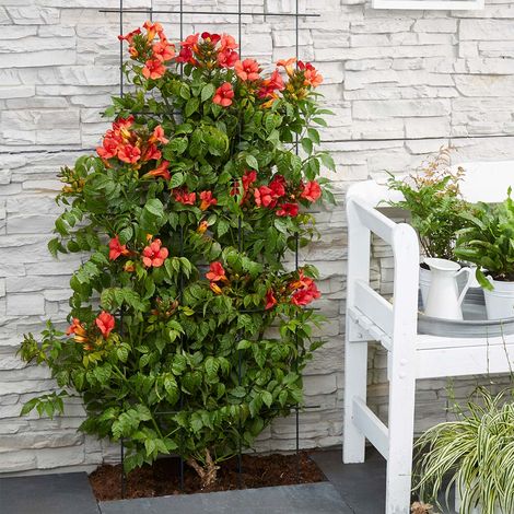 Bloomique - Lot de 2 - Campsis radicans 'Flamengo' - Bignone rouge - Plantes grimpantes - Plantes de jardin - Rustiques - Hauteur 50-70 cm - Pot 15 cm (1/5)