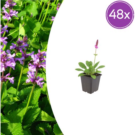 Lot de 48 Épiaires Stachys monieri 'Hummelo' Vivaces Fleurs Rose Pourpre 10-25 cm Pot Ø 9 cm - PANGIVO (1/5)