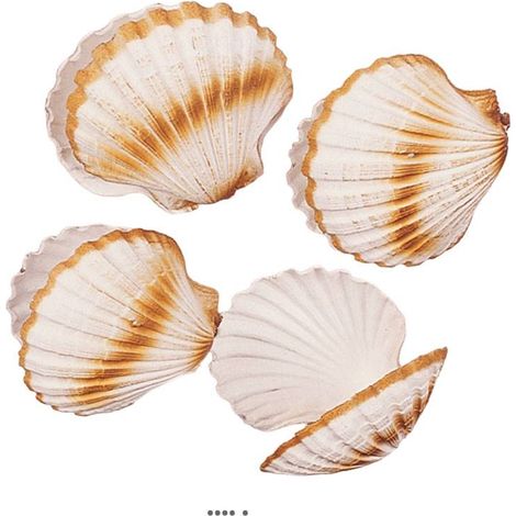 Coquille saint jacques artificielle X 4 en Plastique soufflé D 120 mm (1/3)