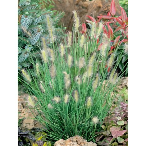 Gardenaria Pennisetum alopecuroides 'Little Bunny' - Graminacea ornamentale da esterno - Altezza: 100 cm (vaso 24) (1/4)