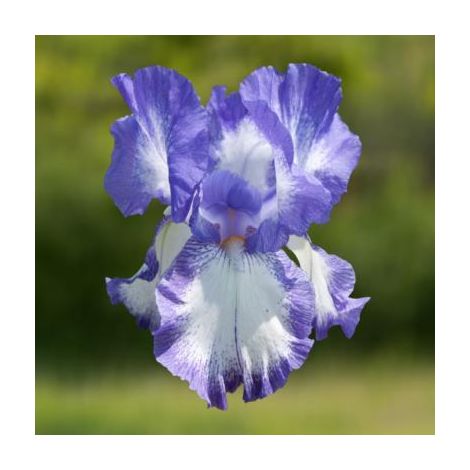 IRIS FAIRY RING - LE GODET