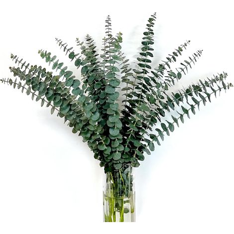 24 Pièces Eucalyptus Séché 45CM Fleurs Séchées Naturelles Feuilles d'Eucalyptus Tige d'Eucalyptus Véritable Branches d'Eucalyptus Plantes Séchées Eucalyptus Douche Mariage Arrangement Floral Home Deco (1/5)