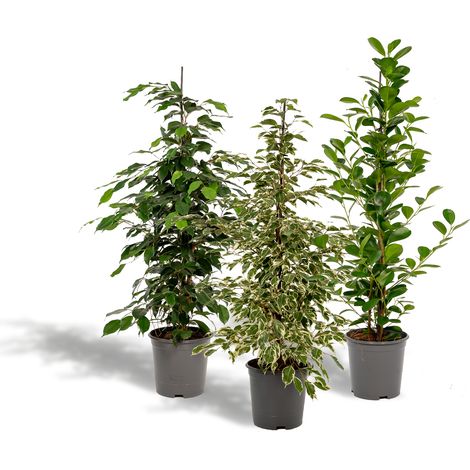 Lot de 3 Ficus Benjamina et Microcarpa Plantes d'Intérieur Dépolluantes Vertes H95cm - PANGIVO (1/5)
