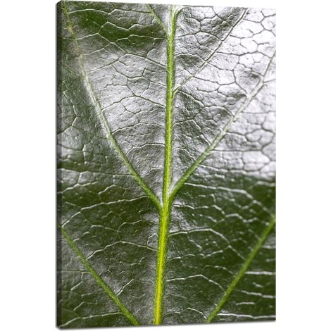 Leinwanddruck Botanik Farnblatt 40x60 cm