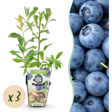 Lot de 3 Myrtilliers Bluegold Vaccinium corymbosum Plantes à Fruits Rustiques Pot 9 cm - PANGIVO (1/5)
