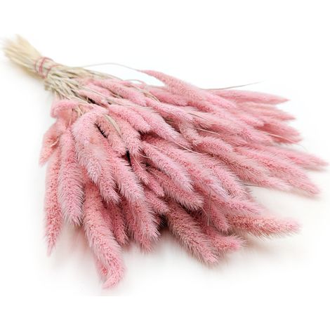 Setaria (Setarea) Rosa - bouquet