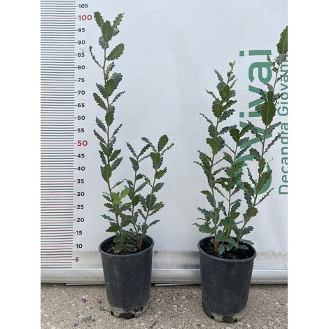 PIANTA DI QUERCUS  QUERCIA VALLONEA  (foto reale) VASO 12 CM H. 60/70 CM