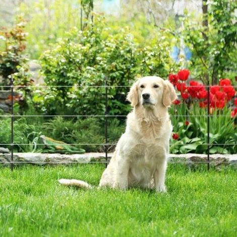 Kit recinzioni elettriche per animali domestici e giardino 80 cm con elettrificatore Gallagher M35 da 230V (1/4)