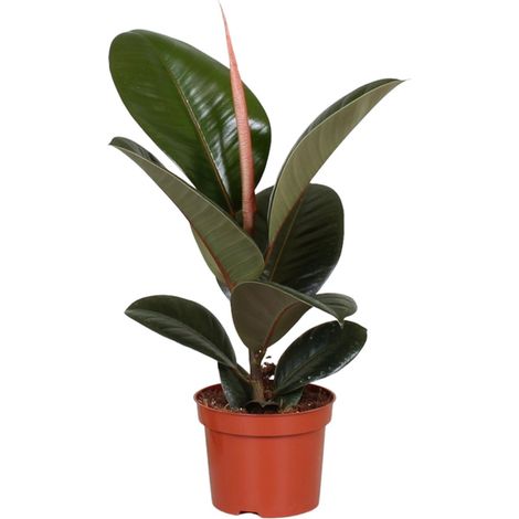 Ficus Elastica Robusta - Plante d'Intérieur Caoutchouc Décorative - Pot Ø12 cm - Hauteur 35 cm - PANGIVO (1/4)