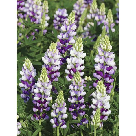 Lupin 'Avalune Lilac' le sachet de 40 graines (1g) (1/2)