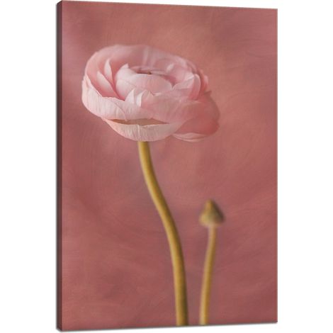 Lienzo impreso Botánica Peonía rosa 40x60 cm
