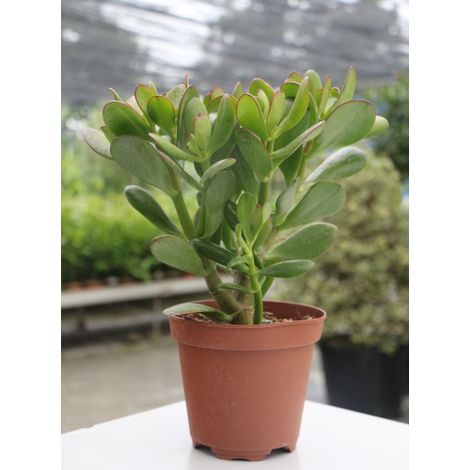 Crassula ovata "Albero dei Soldi" "Albero di Giada" pianta grassa in vaso ø14 cm